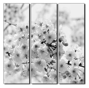 Obraz na plátně - Třešňový květ - čtverec 3279QB (75x75 cm)