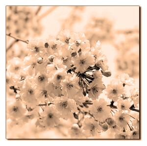 Obraz na plátně - Třešňový květ - čtverec 3279FA (50x50 cm)