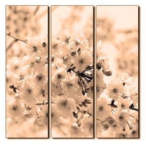 Obraz na plátně - Třešňový květ - čtverec 3279FB (75x75 cm)