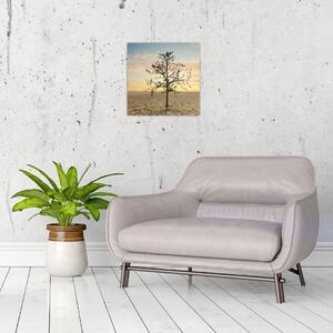 Obraz - Strom na poušti (30x30 cm)