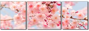 Obraz na plátně - Třešňový květ - panoráma 5279C (90x30 cm)