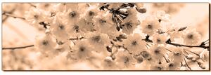 Obraz na plátně - Třešňový květ - panoráma 5279FA (105x35 cm)