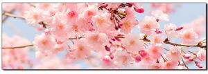 Obraz na plátně - Třešňový květ - panoráma 5279A (120x45 cm)