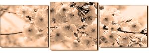 Obraz na plátně - Třešňový květ - panoráma 5279FD (90x30 cm)