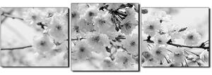 Obraz na plátně - Třešňový květ - panoráma 5279QD (150x50 cm)