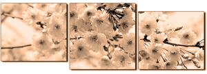 Obraz na plátně - Třešňový květ - panoráma 5279FE (90x30 cm)
