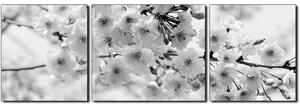 Obraz na plátně - Třešňový květ - panoráma 5279QC (150x50 cm)