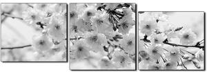 Obraz na plátně - Třešňový květ - panoráma 5279QE (90x30 cm)