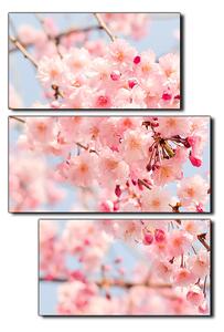 Obraz na plátně - Třešňový květ - obdélník 7279D (90x60 cm)