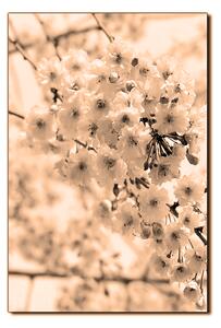 Obraz na plátně - Třešňový květ - obdélník 7279FA (90x60 cm )