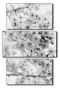 Obraz na plátně - Třešňový květ - obdélník 7279QC (120x80 cm)