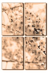 Obraz na plátně - Třešňový květ - obdélník 7279FE (120x80 cm)