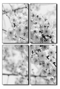 Obraz na plátně - Třešňový květ - obdélník 7279QE (90x60 cm)