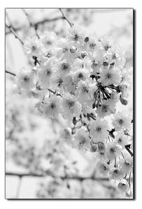 Slika na platnu - Trešnjin cvijet - pravokutnik 7279QA (90x60 cm )
