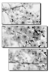 Obraz na plátně - Třešňový květ - obdélník 7279QD (120x80 cm)