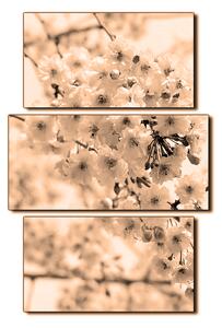 Obraz na plátně - Třešňový květ - obdélník 7279FC (90x60 cm)
