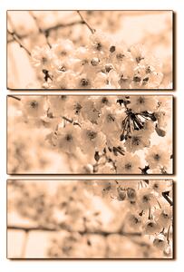 Obraz na plátně - Třešňový květ - obdélník 7279FB (120x80 cm)