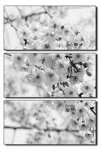 Obraz na plátně - Třešňový květ - obdélník 7279QB (90x60 cm )