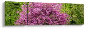 Obraz rozkvetlého stromu na louce (170x50 cm)