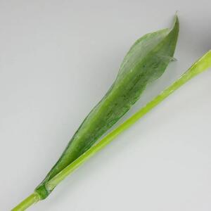 Umělý tulipán lososovo- zelený- 43 cm, č. 17
