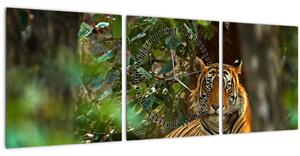 Obraz odpočívajícího tygra (s hodinami) (90x30 cm)