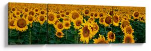 Obraz slunečnicového pole (170x50 cm)