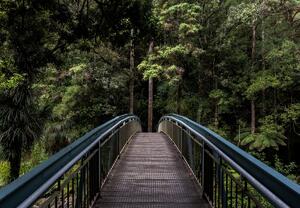 Fototapeta - Most do džungle (245x170 cm)