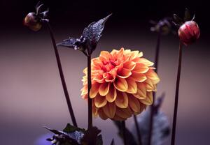 Fototapeta - Květy v přítmí (245x170 cm)