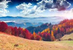 Fototapeta - Podzimní lesy (245x170 cm)