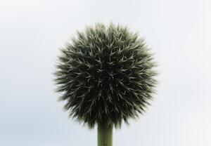 Fototapeta - Tropický květ (245x170 cm)