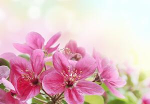 Fototapeta - Květy třešní (245x170 cm)