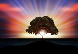 Fototapeta - Strom v záři slunce (245x170 cm)