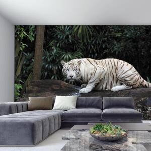 Fototapeta - Bílý Tygr (245x170 cm)