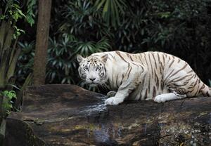 Fototapeta - Bílý Tygr (245x170 cm)