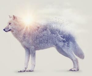 Fototapeta - Arktický vlk zrcadlící divokou krajinu (245x170 cm)