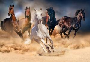 Fototapeta - Koně v poušti (245x170 cm)