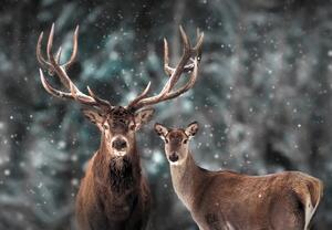 Fototapeta - Jelen a laň v zasněženém lese (245x170 cm)