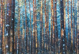 Fototapeta - Zimní les (245x170 cm)