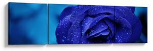 Obraz modré růže (170x50 cm)