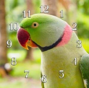 Nástěnné hodiny papoušek 30x30cm XVI - plexi