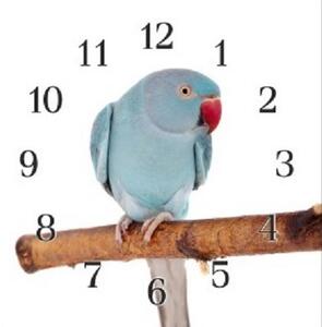 Nástěnné hodiny papoušek 30x30cm XVII - plexi