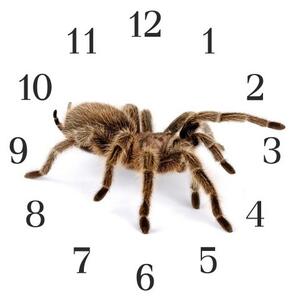 Nástěnné hodiny pavouk 30x30cm I - plexi