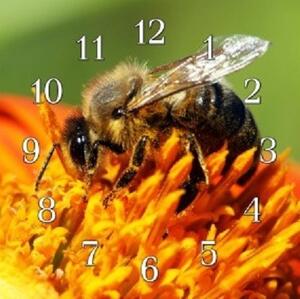 Nástěnné hodiny včela 30x30cm IV - plexi