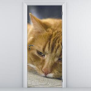 Fototapeta na dveře - Kočky (95x205cm)