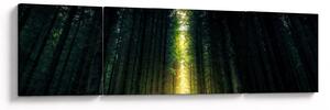 Obraz temného lesa (170x50 cm)