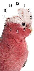 Nástěnné hodiny papoušek 30x60cm LVII - plexi