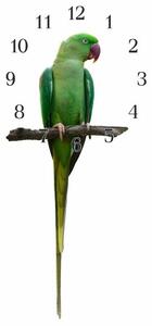 Nástěnné hodiny papoušek 30x60cm XIII - plexi