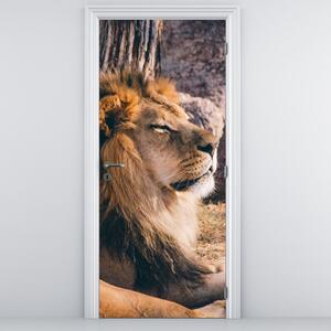 Fototapeta na dveře - Ležící lev (95x205cm)