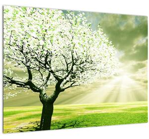 Skleněný obraz kvetoucího stromu (70x50 cm)