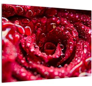 Skleněný obraz květu červené růže (70x50 cm)